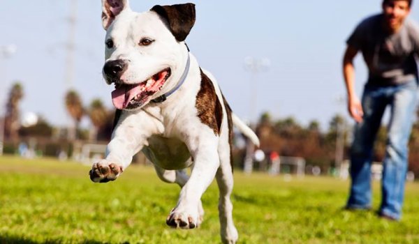 VCA: Happy pet dog